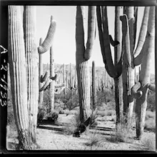 saguaros